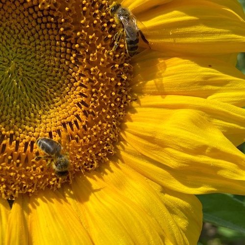 Bienen auf Sonnenblumenblüte