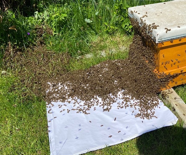 Bienenschwarm beim Einlaufen in die Beute