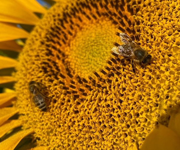 Zwei Bienen auf einer Sonnenblume