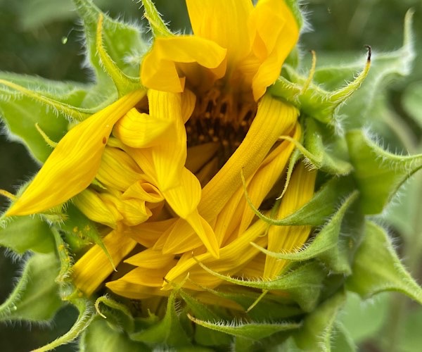 Blüte einer Sonnenblume kurz vor dem Öffnen
